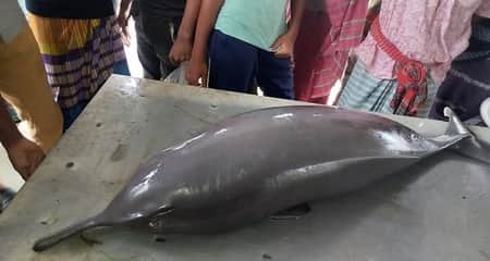 জেলের জালে ধরা পড়ল ৫০ কেজি ওজনের ডলফিন ডলফিন