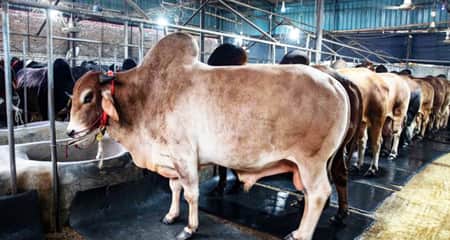 কম খরচে ছোট আকারে ডেইরী ফার্ম করার কৌশল ডেইরী ফার্ম