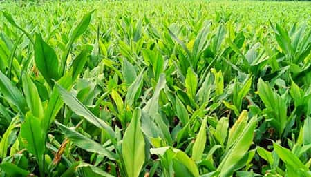 পাহাড়ে হলুদ চাষের সমারোহ পাহাড়ে হলুদ চাষ