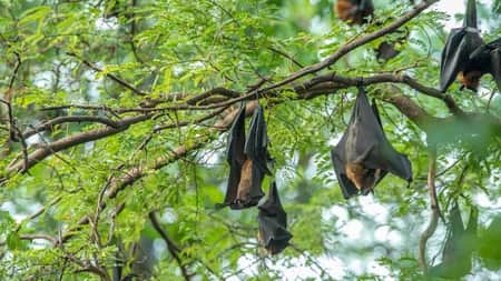 কপোতাক্ষের পাড়ে এ যেন বাদুড়ের এক রাজ্য বাদুড়ের এক রাজ্য