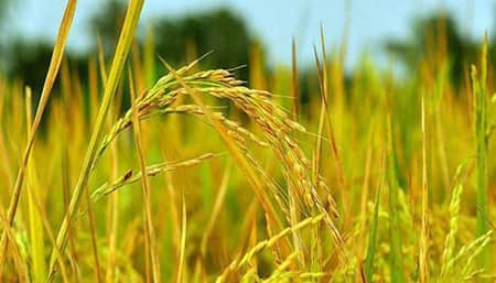 সুগন্ধি ‘ব্রি-৭৫’ ধান চাষে কৃষকের মুখে হাসি ব্রি ধান-৭৫