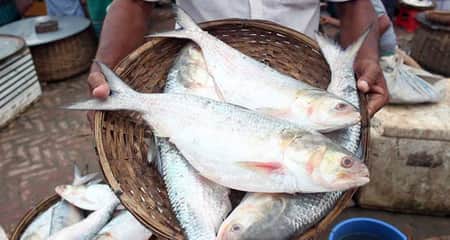 মা ইলিশ