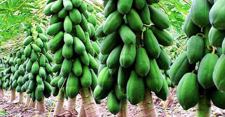 লাল সুন্দরী পেঁপেতে খুশি কৃষকরা রেড লেডি
