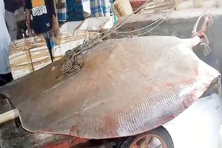 ৪৫ মণের মাছ এক নজর দেখতে উৎসুক জনতার ভিড় শাপলা পাতা মাছ