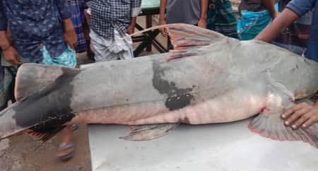 পদ্মায় ধরা পড়ল ৪৪ কেজির বাঘাইড়, বিক্রি হলো যত টাকায়