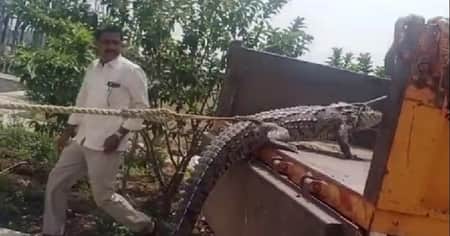 লোডশেডিংয়ে অতিষ্ঠ হয়ে বিদ্যুৎ অফিসে কুমির