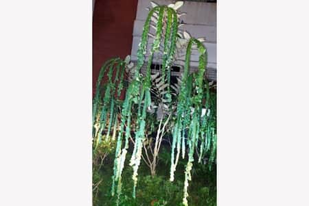 বৃক্ষের মিউজিয়ামে অতি দুর্লভ ‘ঘোড়া চাবুক’ গাছ দুর্লভ ‘ঘোড়া চাবুক’ গাছ