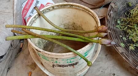 ১০০ টাকায় বিক্রি হচ্ছে পদ্মফুল