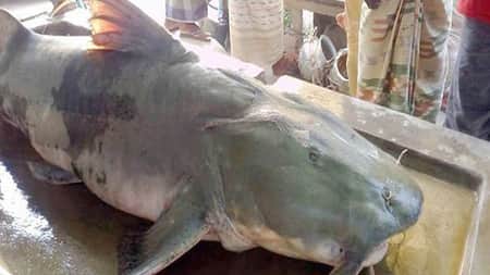 ধরা পড়ল ৪২ কেজির বাগাড়, বিক্রি হলো যত টাকায়