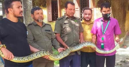 ধানক্ষেত থেকে ৮ ফুট দৈর্ঘ্যের অজগর সাপ উদ্ধার