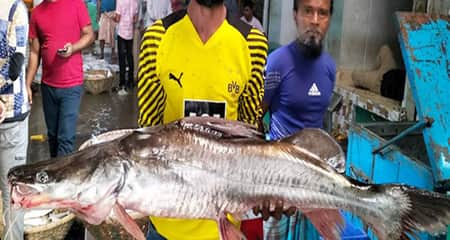সাড়ে ১২ কেজি ওজনের আইড় বিক্রি হলো যত টাকায় আইড় মাছ