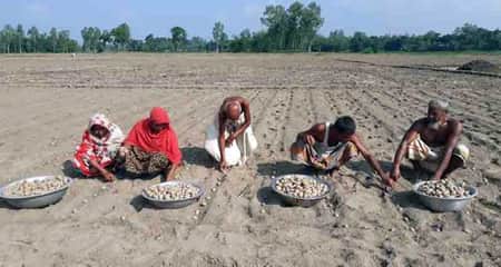 আগাম জাতের আলু চাষে ব্যস্ত কৃষক আলু চাষে ব্যস্ত