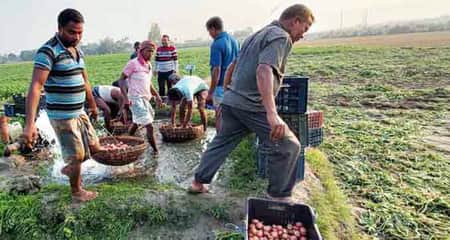 আগাম আলু তোলায় ব্যস্ত কৃষকরা আলু তোলা