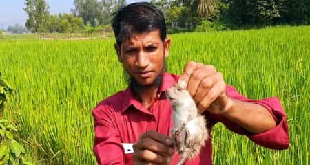 মুখ দিয়ে শব্দ করে প্রতি বছরে ৫ হাজার ইঁদুর শিকার ইঁদুর