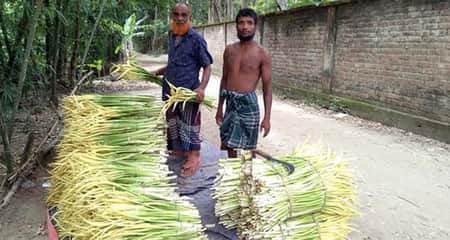 মানুষের কাছে জনপ্রিয় হয়ে উঠছে হচ্ছে কচুরফুল কচুরফুল