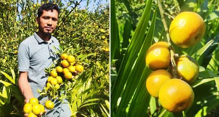 কমলা চাষে সফল ফারুক, দেখছেন দ্বিগুণ লাভের স্বপ্ন কমলা চাষে স্বাবলম্বী