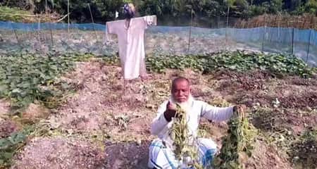 কষ্টের ফসল