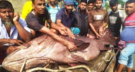জেলের জালে ২১০ কেজির কৈবল মাছ, যত টাকা দাম হাঁকাচ্ছে কৈবল মাছ