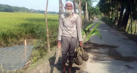 গাছ লাগানো