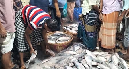 চাঁদপুর মাছঘাটে ইলিশ