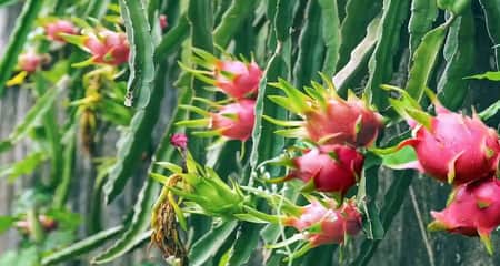 ড্রাগন চাষে ঝুঁকছেন বরেন্দ্র অঞ্চলের চাষিরা ড্রাগন চাষ