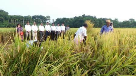 নতুন জাতের ৪ ধানে সফলতা, অতিরিক্ত ৮১ কোটি টাকার ফসলের আশা নতুন জাতের ৪ ধান