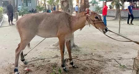 ঠাকুরগাঁওয়ে দেখা মিলল বিলুপ্তপ্রায় নীলগাইয়ের নীলগাই