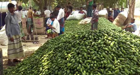 পটল চাষে সাফল্য পাচ্ছেন কৃষকরা পটল চাষ