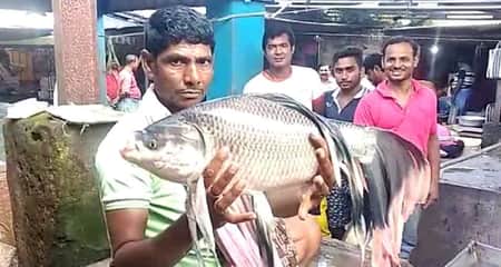পাখনাওয়ালা কাতলা মাছ
