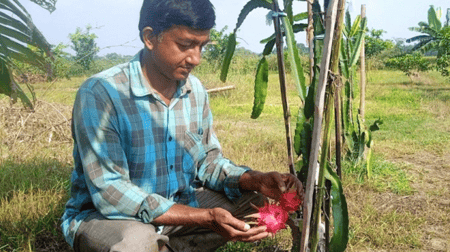 নয়ন জুড়ানো নয়নের মিশ্র ফলের বাগান ফলের বাগান