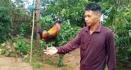 বনমোরগ বা বনমুরগি