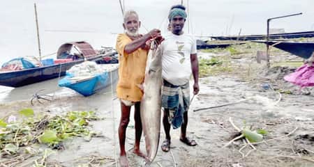 বোয়াল