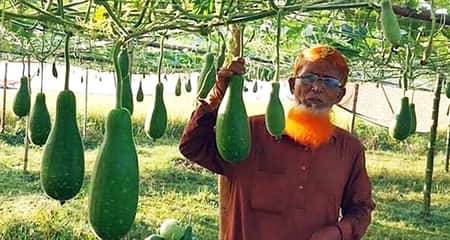 লাউ চাষ করে বদলে গেল ব্রাহ্মণবাড়িয়ার হাফিজের ভাগ্য লাউ চাষ