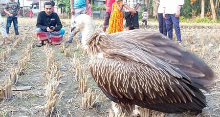 বিলুপ্তপ্রায় জাতের হিমালয়ান শকুন উদ্ধার শকুন উদ্ধার