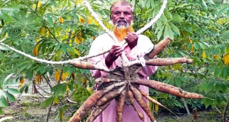 শিমুল আলুতে সম্ভাবনা, বিক্রি নিয়ে চিন্তা শিমুল আলু
