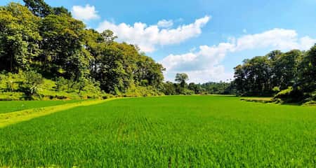 লাঠিটিলায় হচ্ছে সাফারি পার্ক সাফারি পার্ক