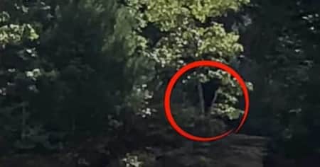 মার্কিন পৌরানিক প্রাণী বিগফুটের সন্ধান মিলল?