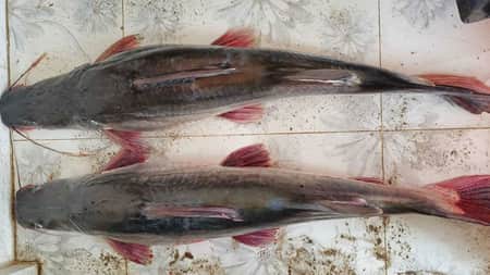 দুটি আইড় মাছের দাম ৪২ হাজার টাকা