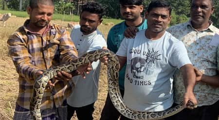 ধানের গাদায় লুকিয়ে ছিল ‘নির্বিষ’ অজগর