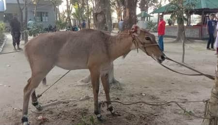 সীমান্তবর্তী এলাকা থেকে ভারতীয় নীলগাই উদ্ধার