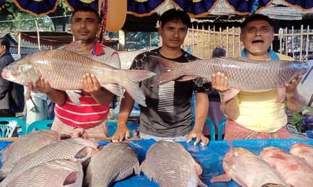 মাছের মেলায় বড় বড় রুই-কাতলা
