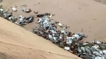 ভেসে আসছে হাজারো ইঁদুর, অস্ট্রেলিয়ায় ফিরে এল প্লেগ!