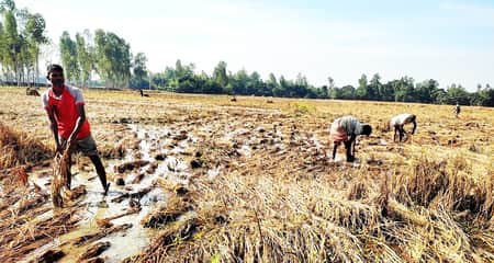 জলাবদ্ধতার কারণে পাকার আগেই নষ্ট হচ্ছে আমন ধান আমন ধান