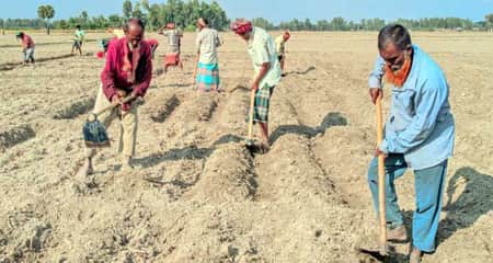 বগুড়ায় আলু চাষে ব্যস্ত কৃষক আলু চাষ