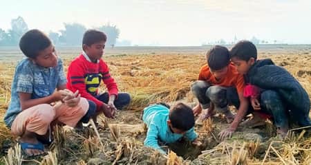 ইঁদুরের গর্তে সুগন্ধি ধান, সংগ্রহে ব্যস্ত নারী-শিশুরা ইঁদুরের গর্ত