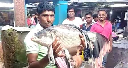কাতলা মাছের লম্বা রঙিন পাখা, যা নিয়ে তুলকালাম কাণ্ড কাতলা মাছ