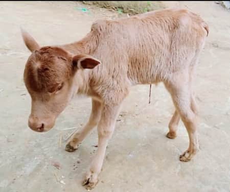 কাপাসিয়ায় লেজ-পায়ুপথ বিহীন এক চোখের বাছুরের জন্ম!