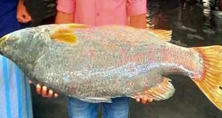 একটি কোরাল মাছের দাম ২১ হাজার টাকা কোরাল মাছের দাম
