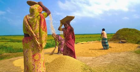 কৃষকের গোলায় নতুন ধান,বাড়িতে বাড়িতে চলছে নবান্ন উৎসব গোলায় নতুন ধান