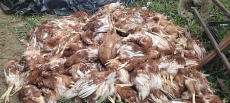 গ্যাস ট্যাবলেট দিয়ে মারা হলো ৪০০ মুরগী